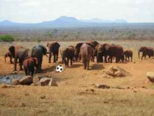 Золото упадет на 50% до окончания чемпионата мира по футболу… а чемпионат выиграет стадо диких слонов из Бурунди 
