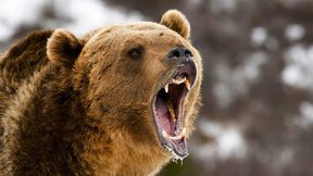 медвежья фаза на фондовом рынке