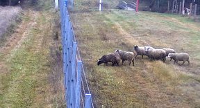 сбежавшие овцы