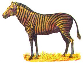Лошадь зюссенборнская