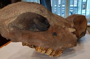 череп древнего носорога