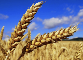 доля россии в торговле пшеницы
