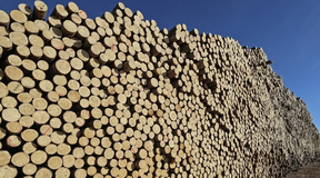 экспорт древесины из россии