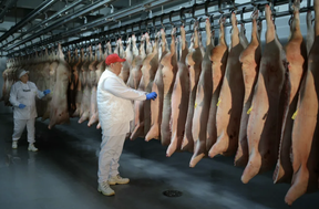 экспорт свинины из россии