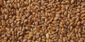 пшеничные зерна