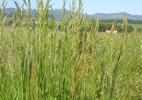 кормовые травы