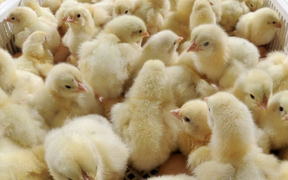 малайзия прекращает поставки цыплят