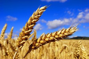мировые цены на пшеницу