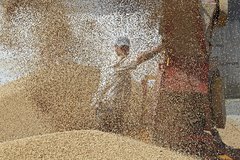 обвал урожая пшеницы