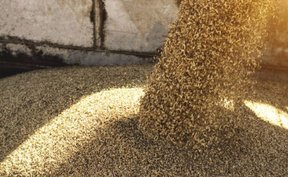 отказе египта от российской пшеницы