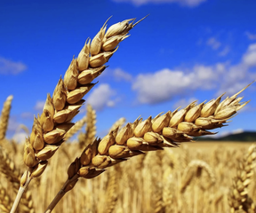 поставки российской пшеницы в китай