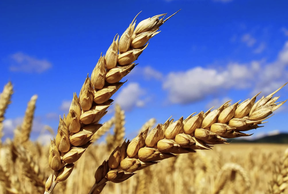 Россия лидер на мировом рынке пшеницы