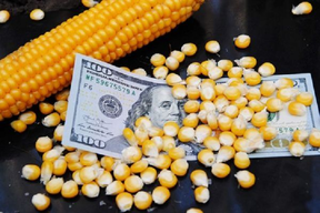 цены на кукурузу