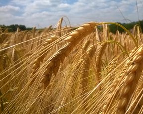 урожай пшеницы в россии