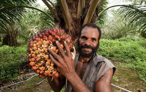 запрет на экспорт пальмового масла